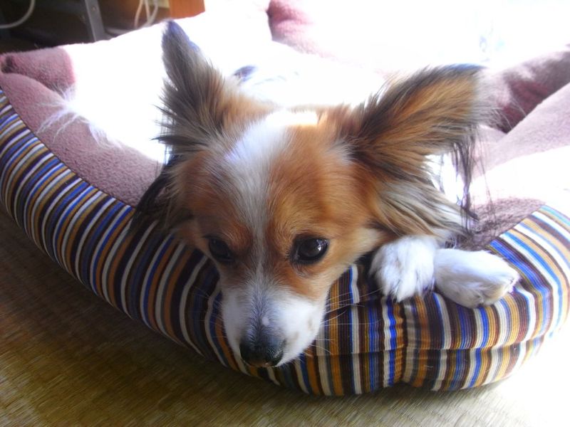 陽だまりワンコ