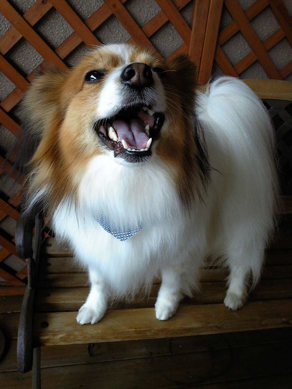 ワンコシャンプー