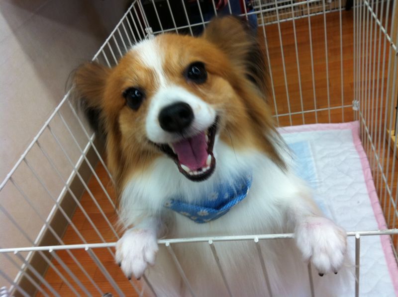 南大沢アウトレットパークとワンコシャンプー